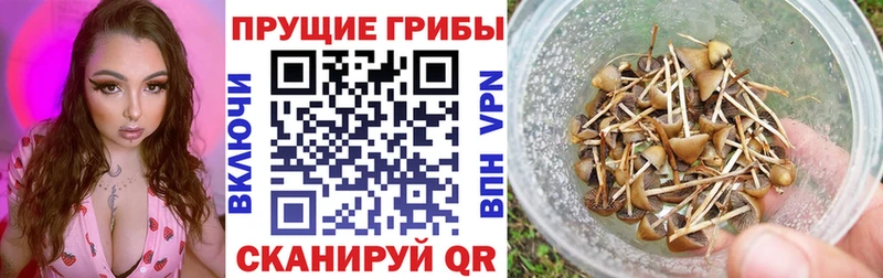 Купить где  Дагестанские Огни  Псилоцибиновые грибы Magic Shrooms 